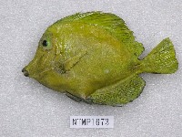 藏品(小高鰭刺尾魚)的圖片